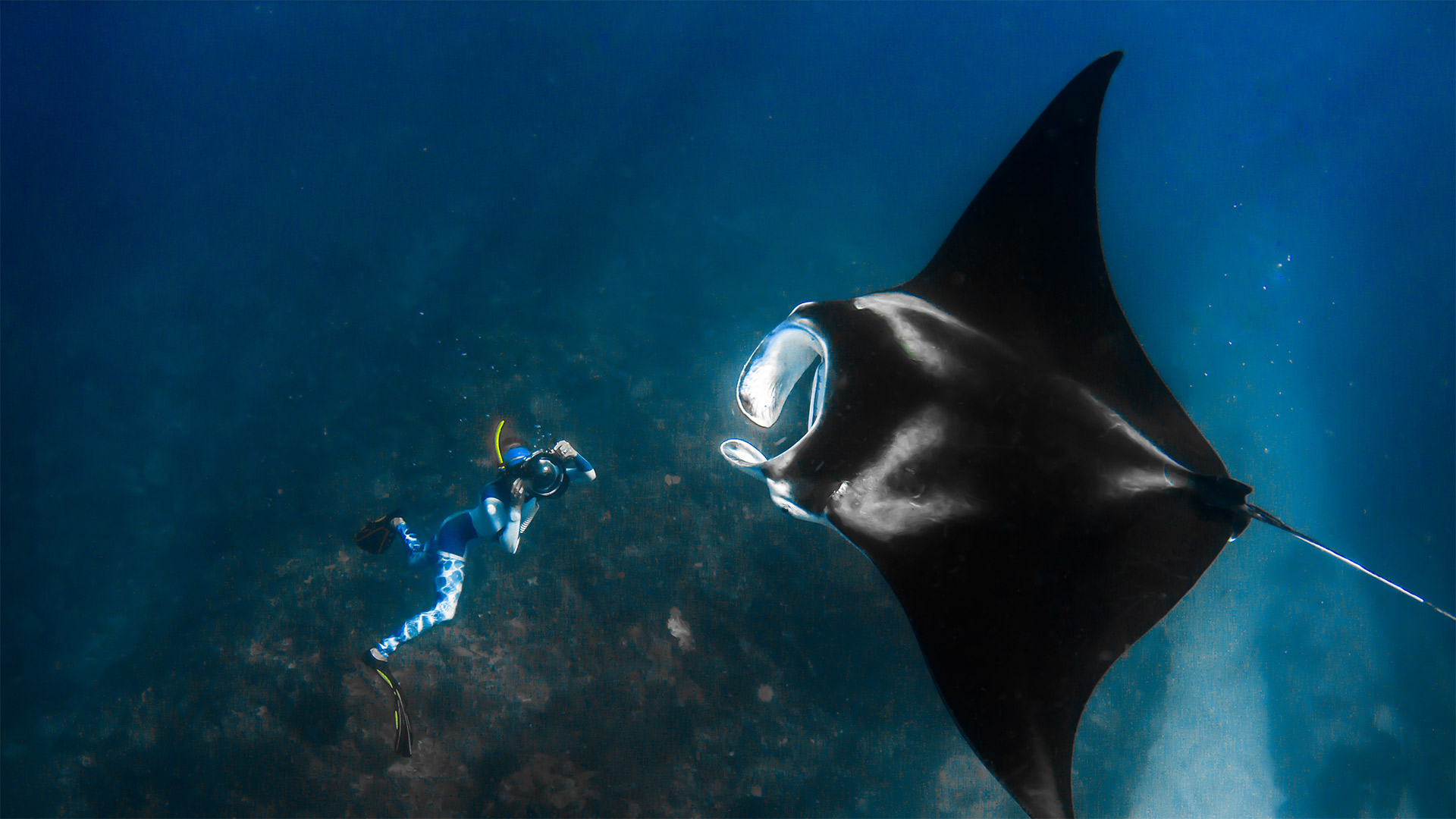 Giant manta ray and a photographer off the Ningaloo Coast, Australia (? Shutterstock Premier)
