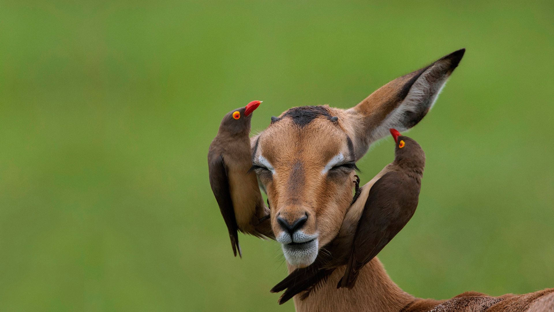 Red-billed oxpeckers on an impala, Mpumalanga, South Africa (? Heini Wehrle/Minden Pictures)