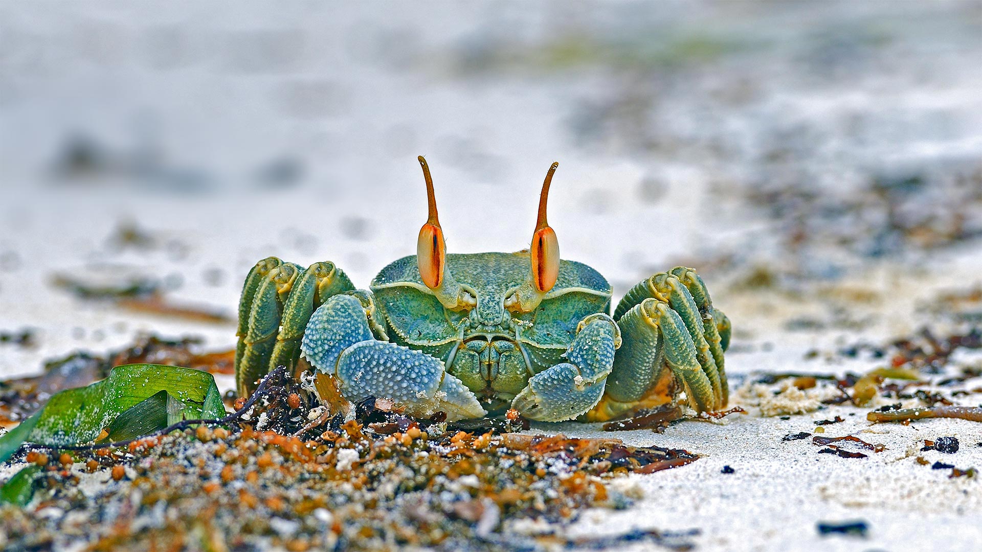 Horned ghost crab, Grand Anse, Praslin island, Seychelles (? Ingo Schulz/Offset by Shutterstock)